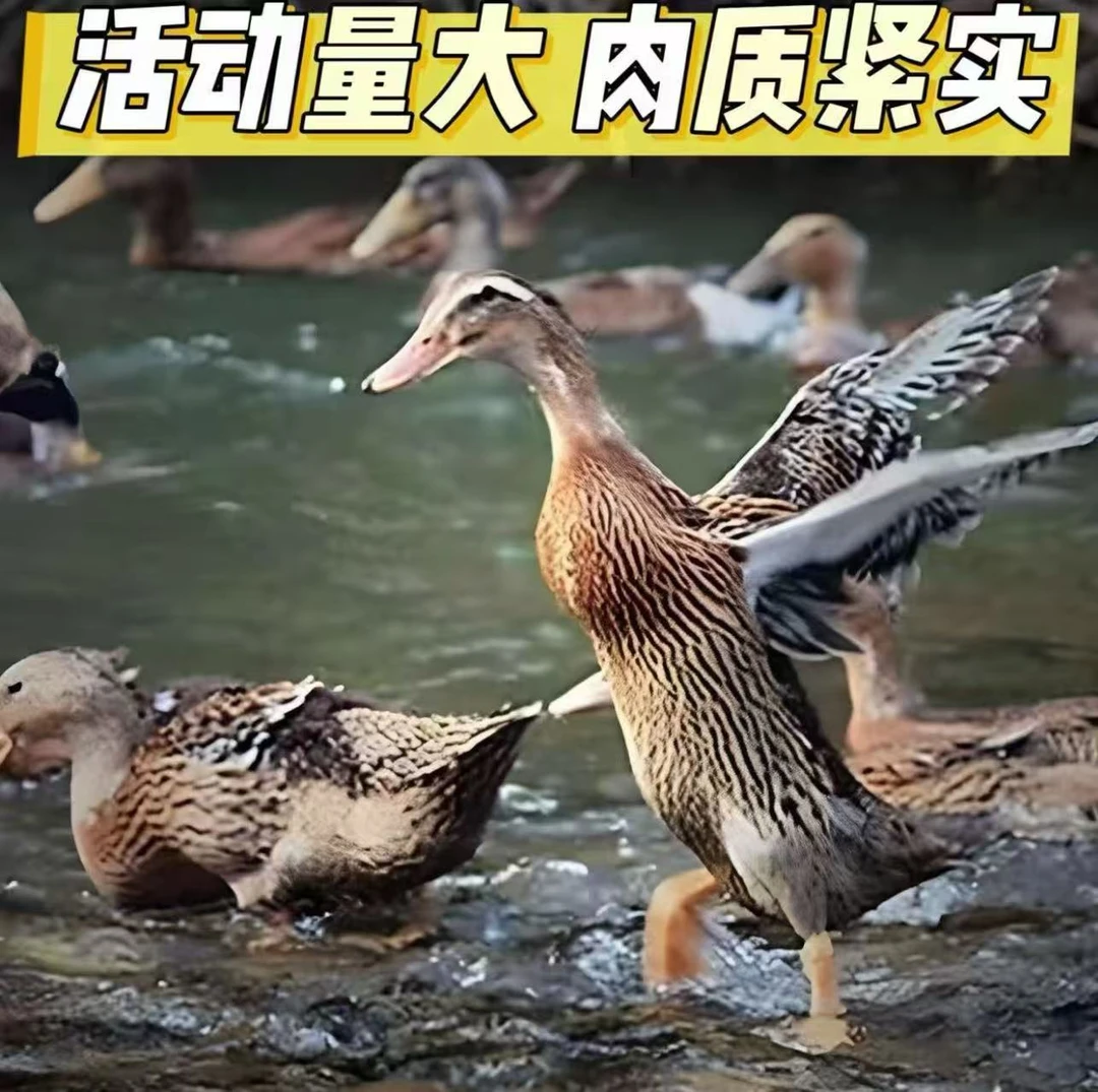 顺丰京东包邮【精选5只】农家散养鸭子 无掌翅无内脏