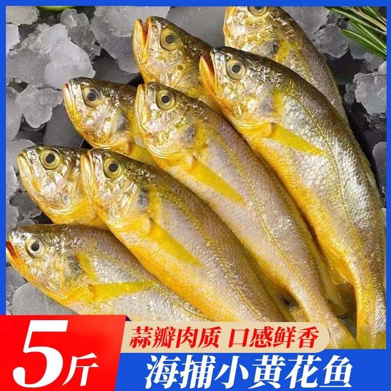 9月开海G净重5斤野生黄花鱼共20条左右稀缺规格 网捕刮伤福利