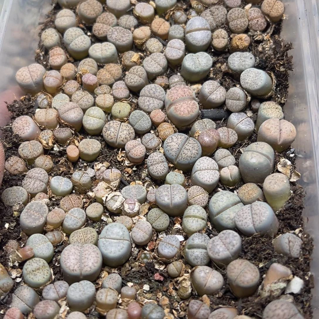 【闪购商品】清****物 110.