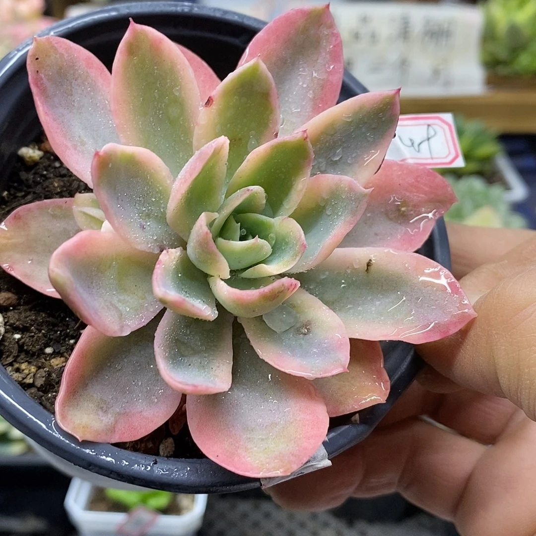 2649 丝绸面纱覆轮锦带崽