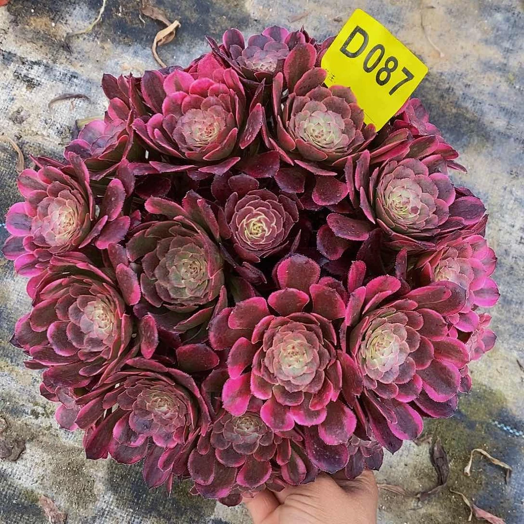 087黑金刚丛林阴阳555555555