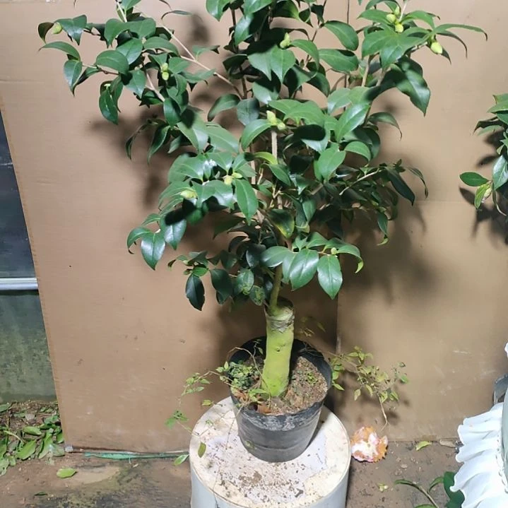 91酒中花，原盆原土发货，不包邮