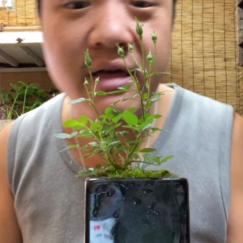 红陶༺****꧂一物一拍所见即所得125