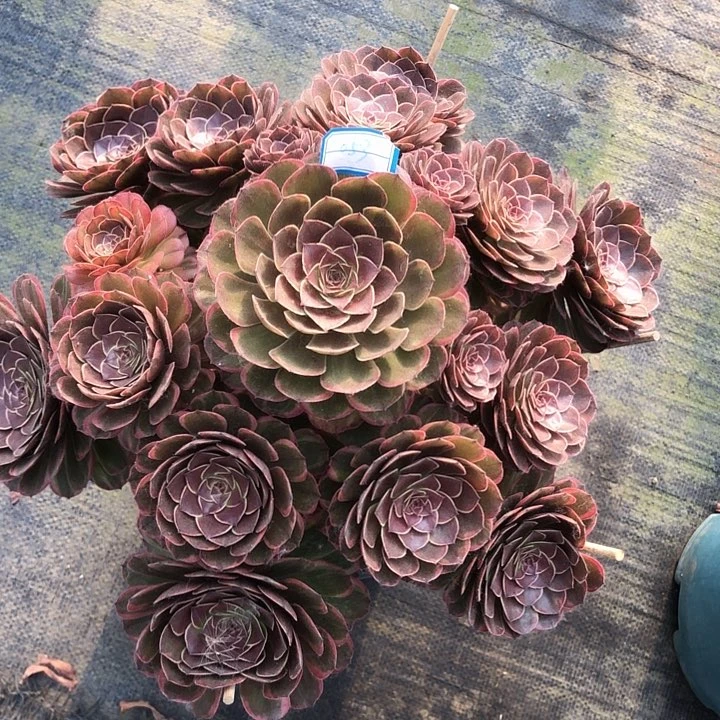 053半夏多肉法师