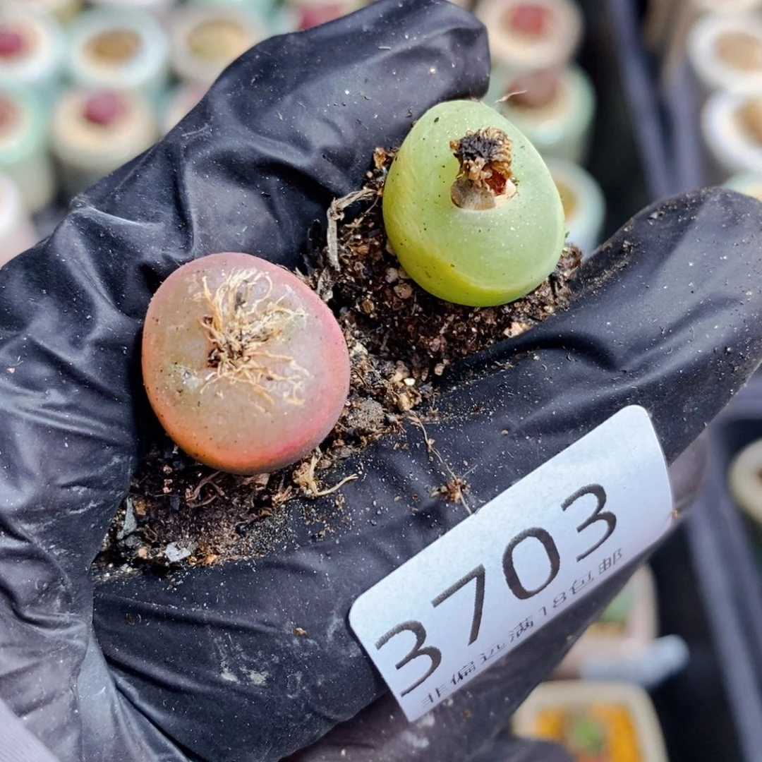 嘘****话3703--一物一拍 带盆 1798.79