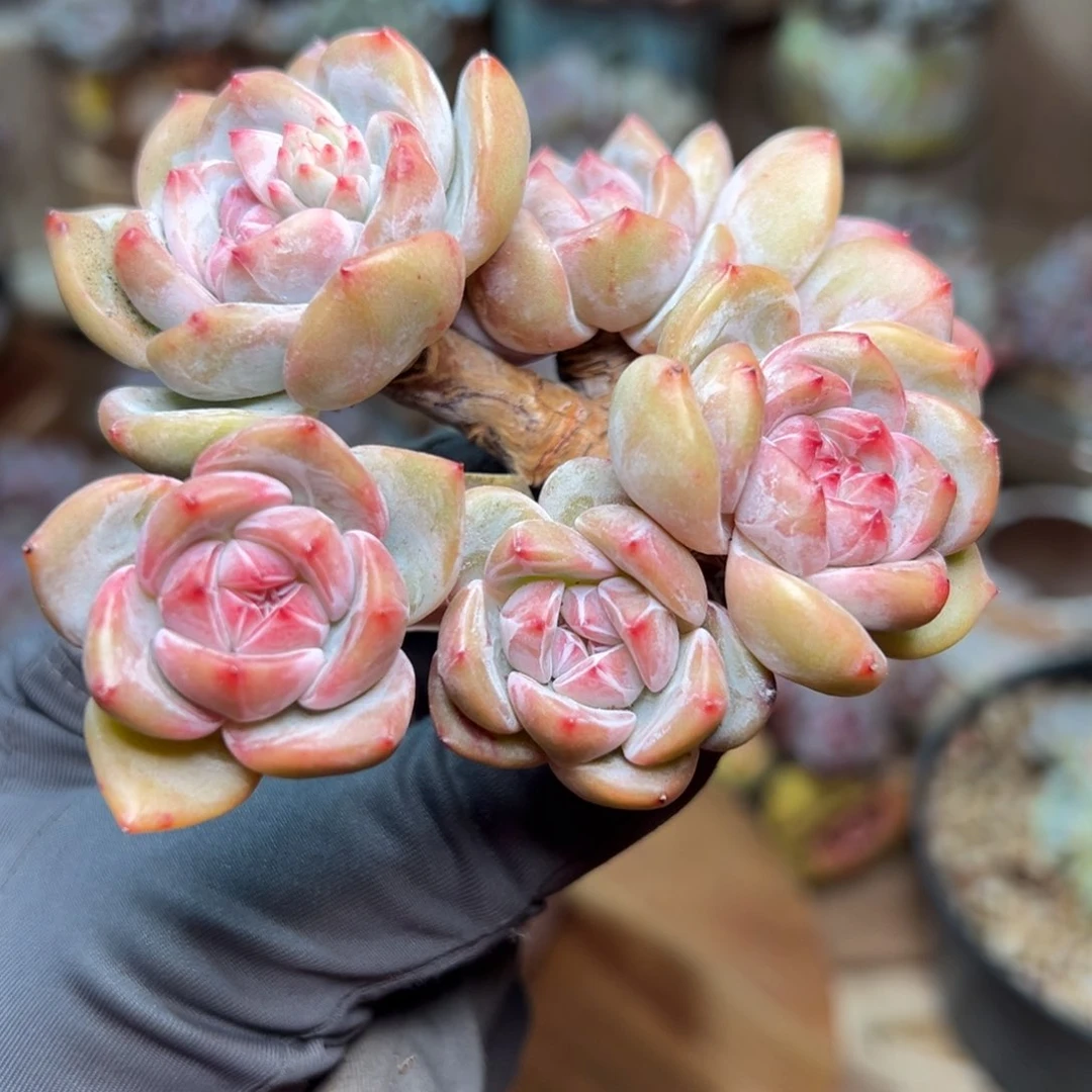 6头老桩哈哈哈哈哈哈哈