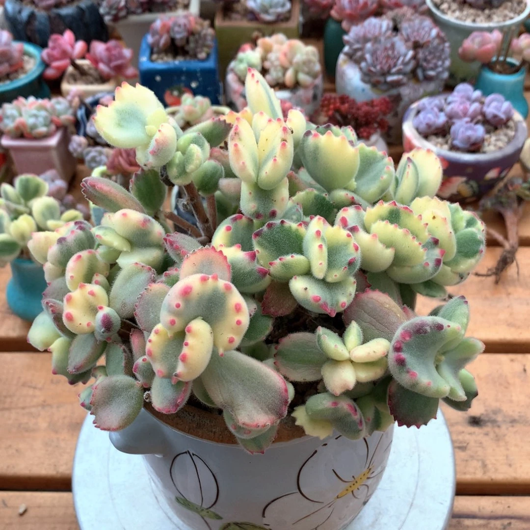 熊童子一物一拍 006