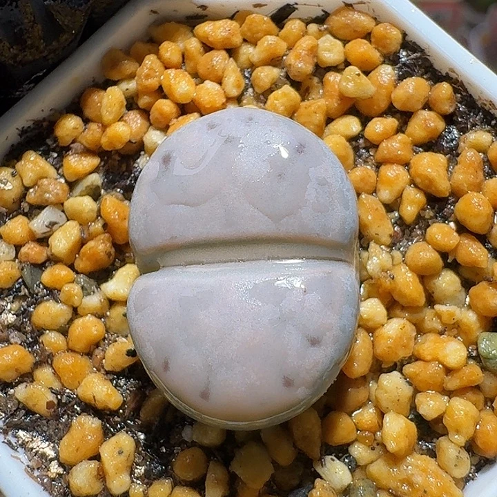 生石花2:：，带。 395号。 2.2左右