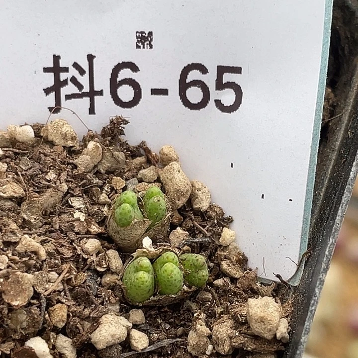 6-65草莓斑马多肉植物