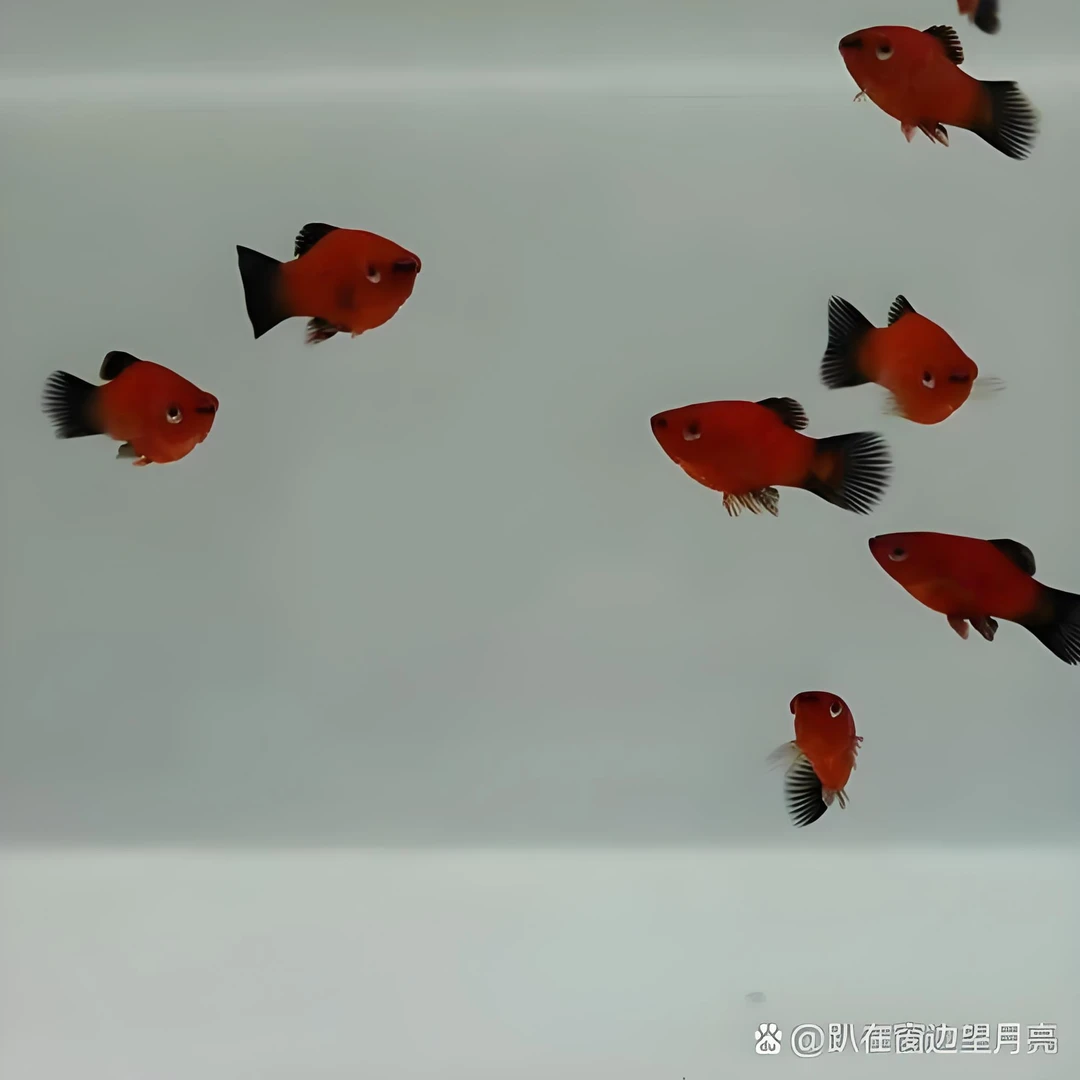 自己鱼场精品观赏鱼1对 （随机发送）