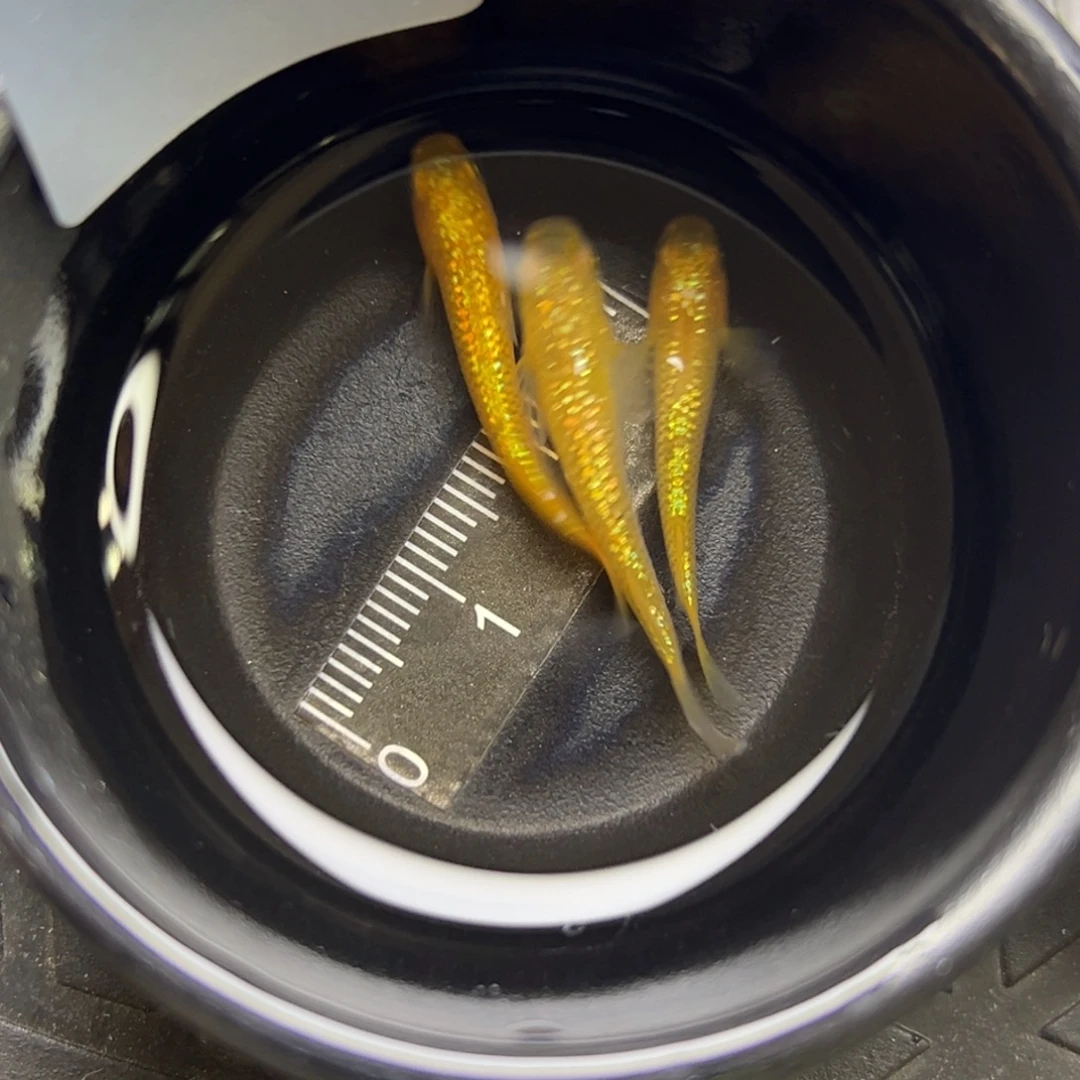 青鳉鱼23。