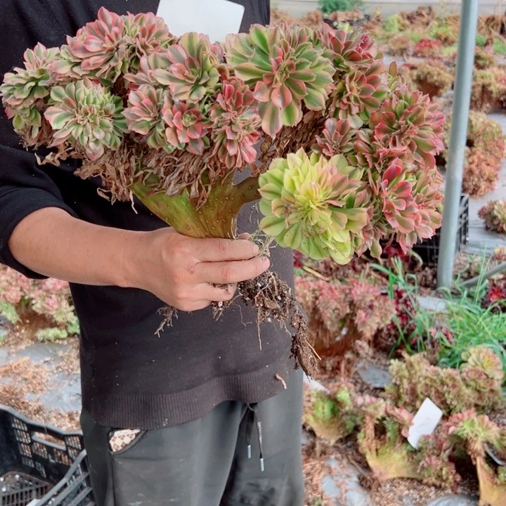 红袖醉话10号多肉法师