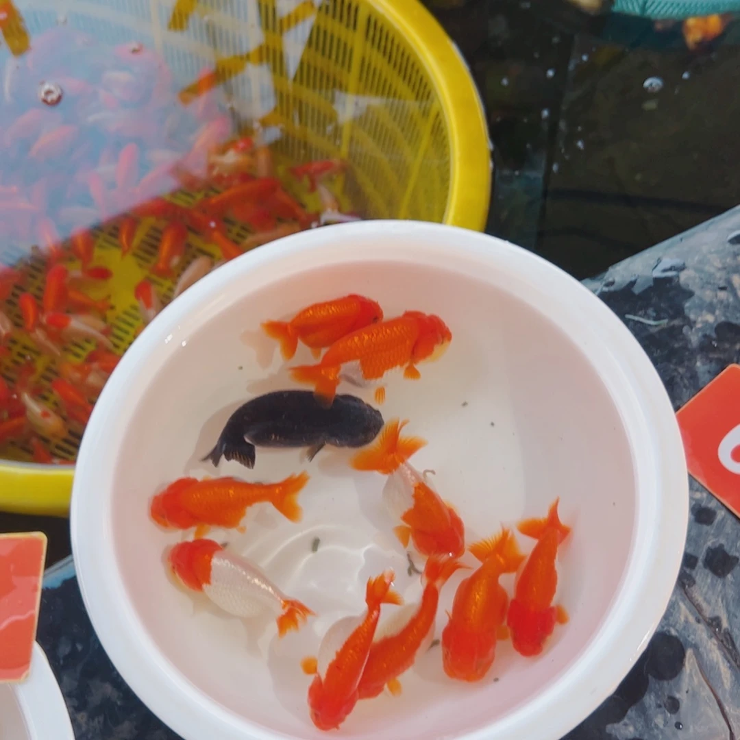 清***居海水鱼111111111111