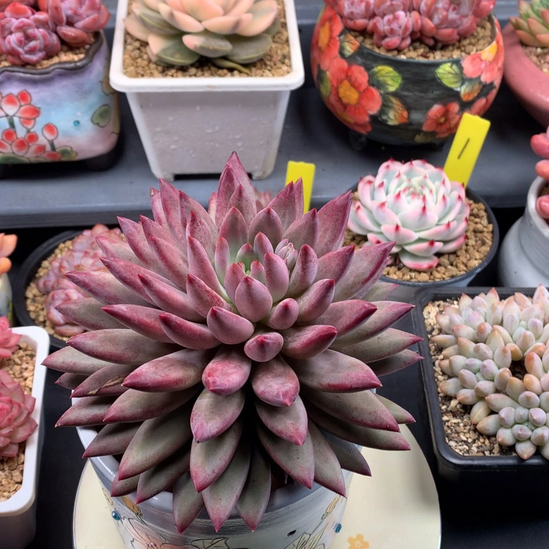 我们家的小仙女们