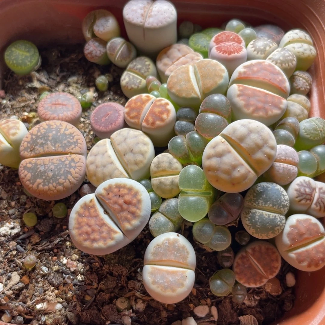 今晚大盆特价更新～23
