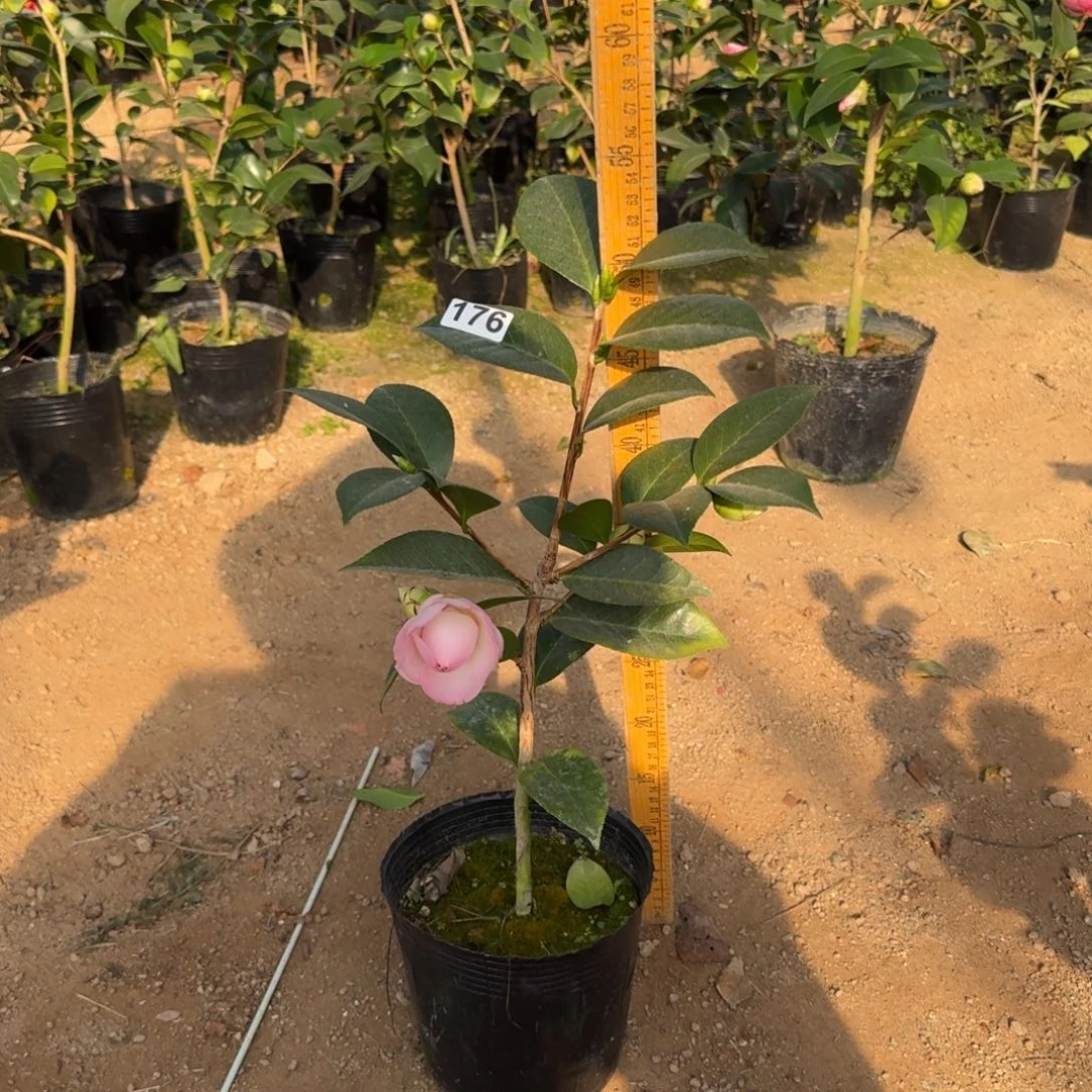 少量花朵（建议范围：2朵-5朵 或40%以下）176戴安娜