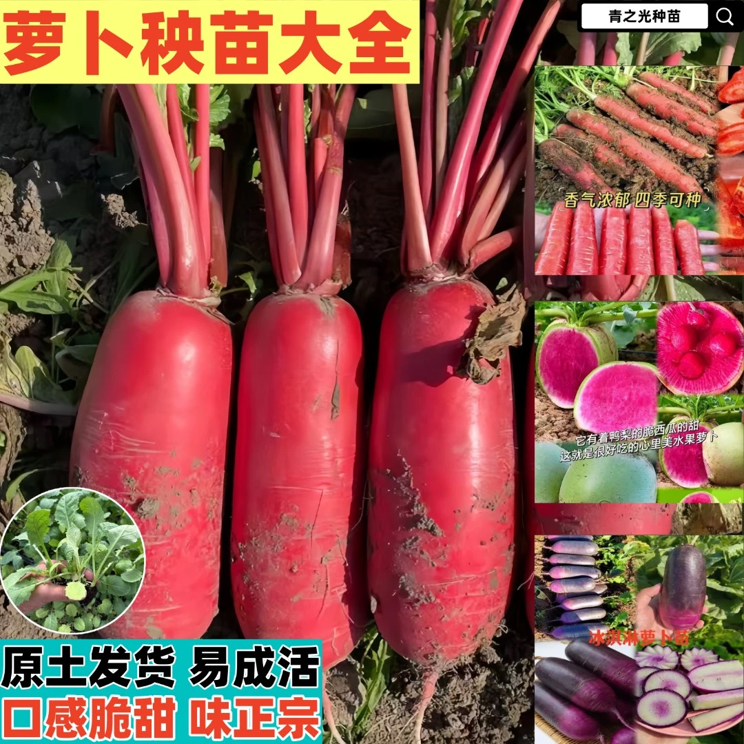 红皮萝卜秧苗冰淇淋萝卜苗心里美萝卜苗胡萝卜苗四季蔬菜盆栽地栽