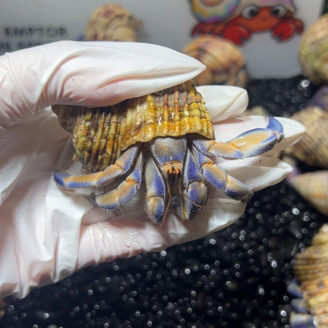 蓝橘紫陆口径2.7口