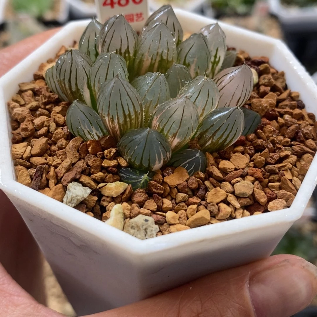 完全开放486霓虹灯玉露锦