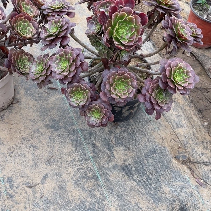 10黑萝莉多肉多肉植物