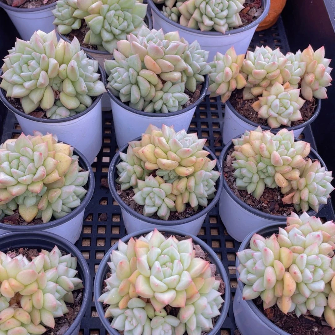 量拍41号 黄金象牙大群生一个