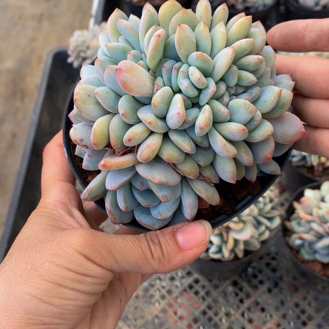 妮*吖3301多吨食物是因为我们有