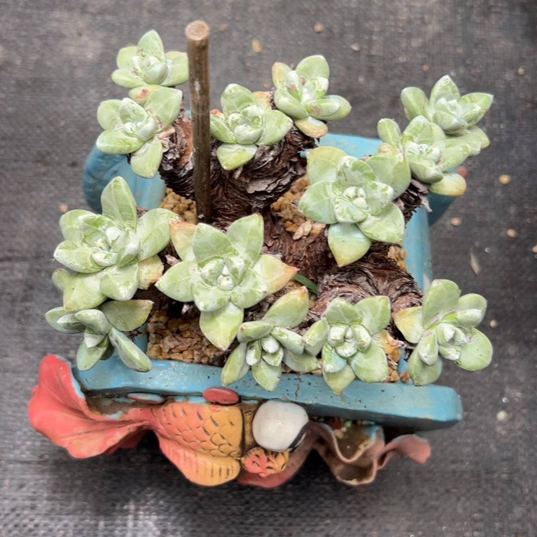 厚叶玫瑰叶苹果也～一物一拍2688