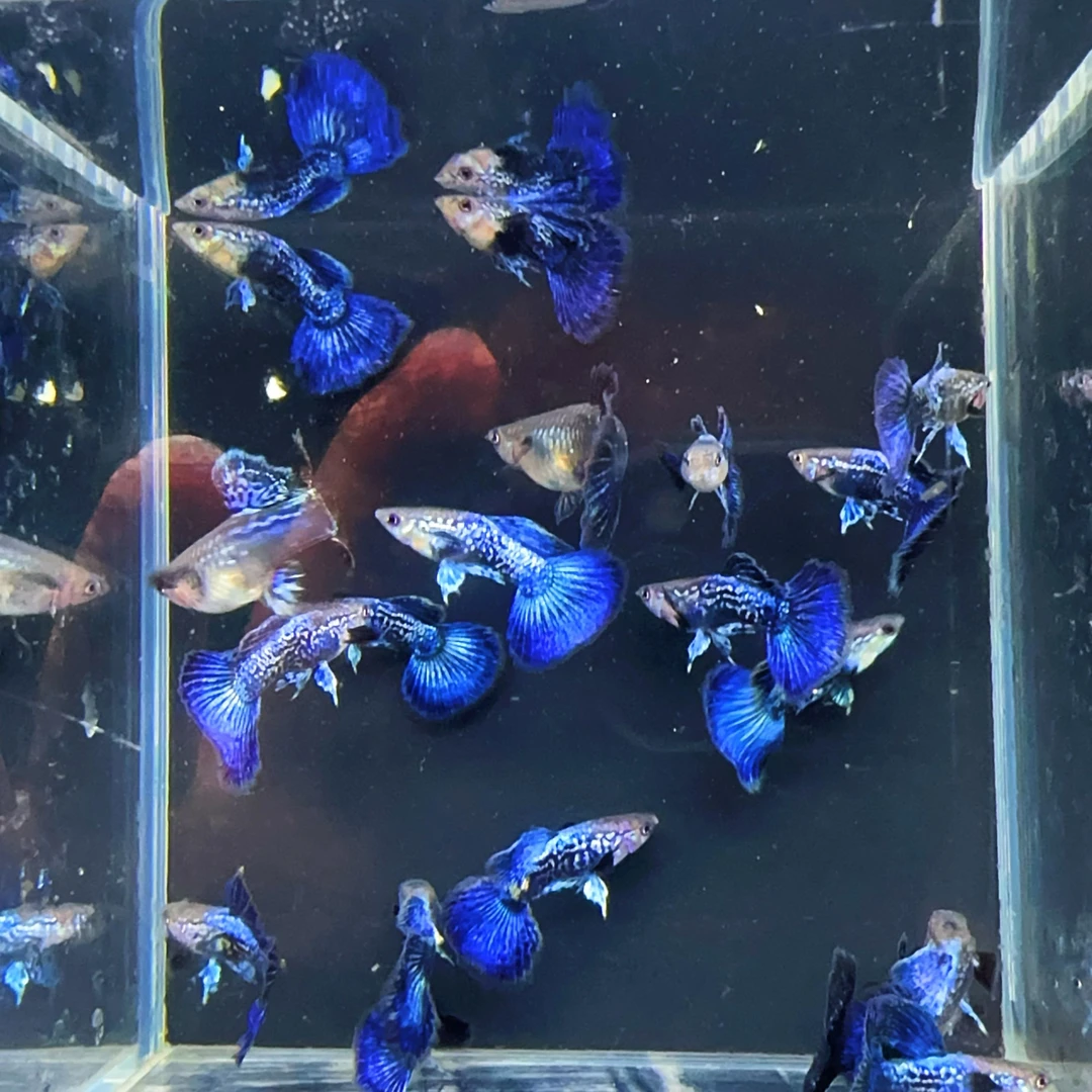 泰系满鳞紫龙青花瓷血1对