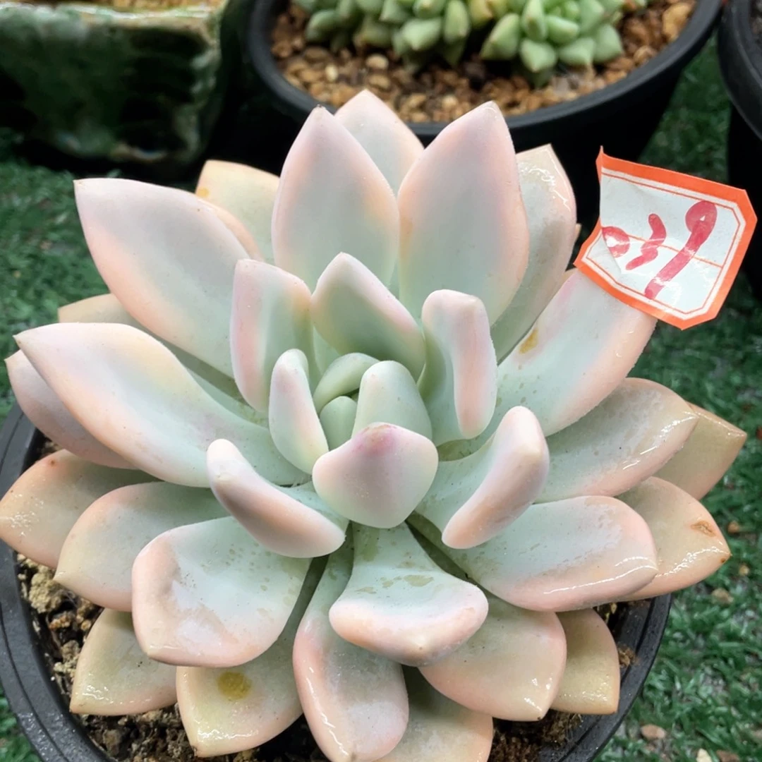 039 一物一拍28包邮非偏远
