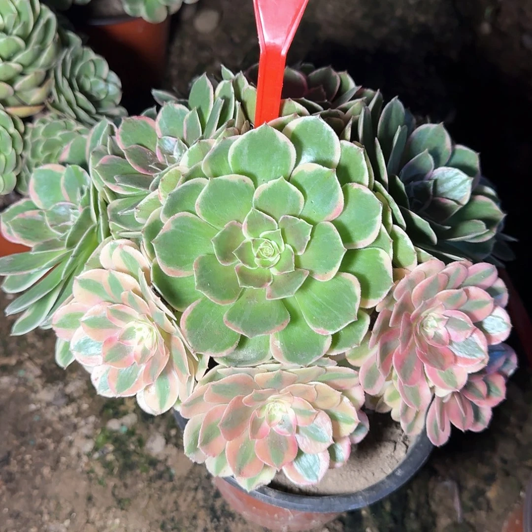 4102粉花妖多肉法师