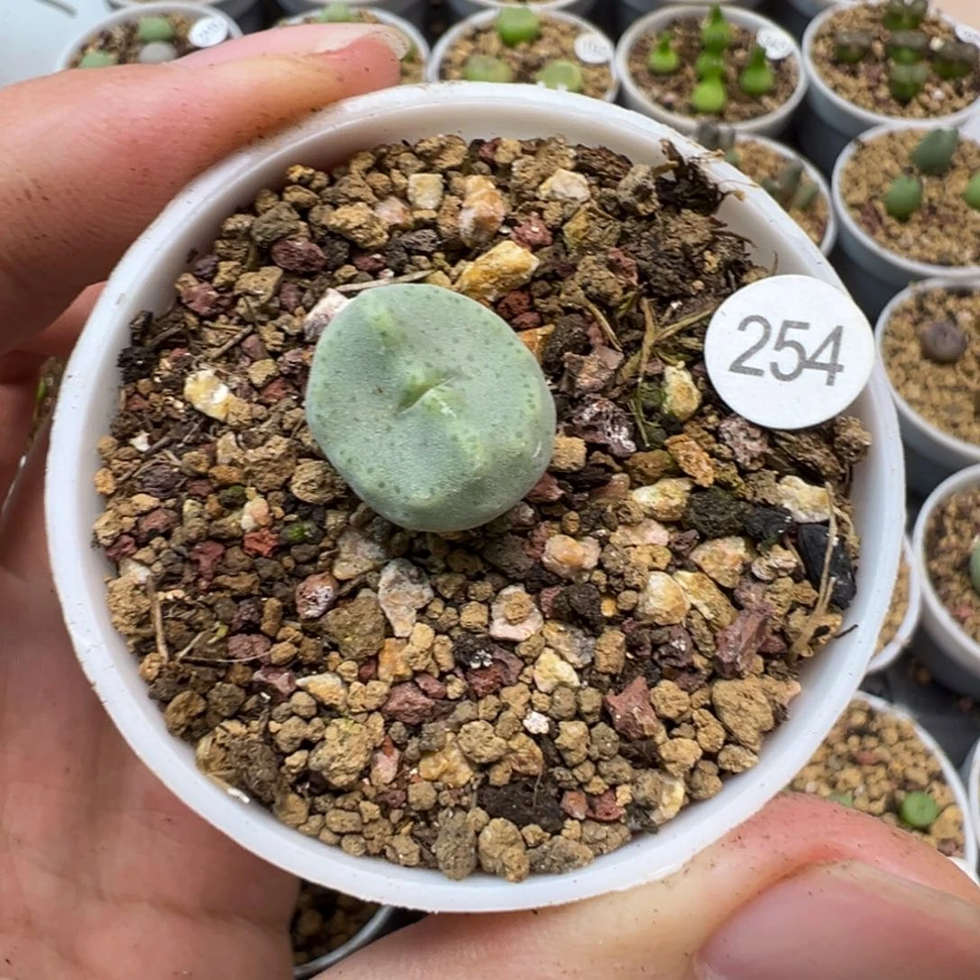 绿豆糕一颗带盆土254000