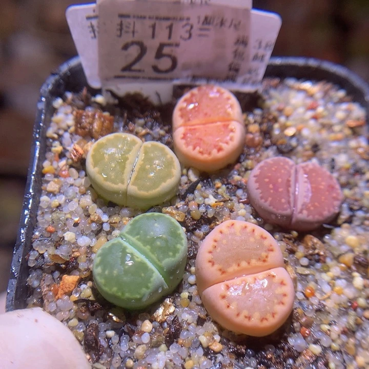 精品生石花113.25