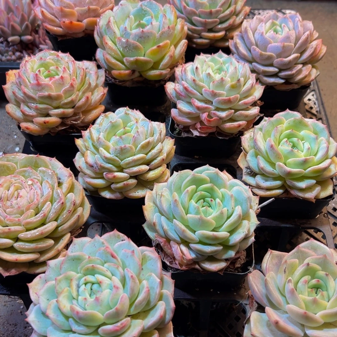 670大热文档的制作方法是