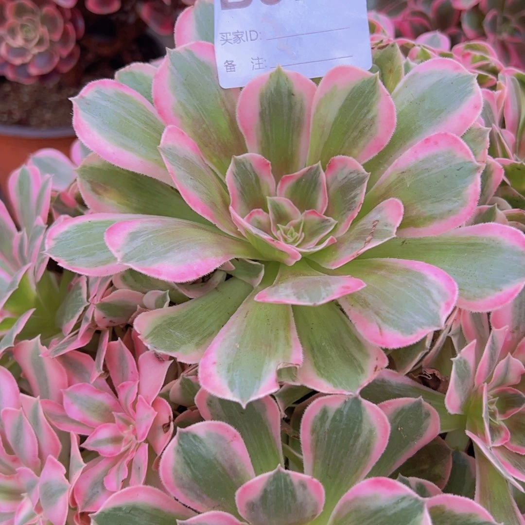 877，男神多肉植物法师