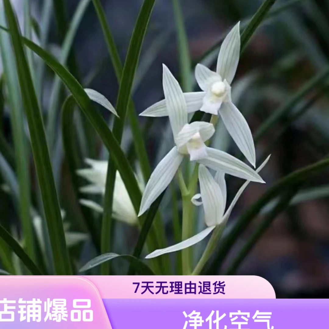 保山连瓣兰绿植鲜花1苗兰花直播间一物一拍植物阮迪慧室内东方