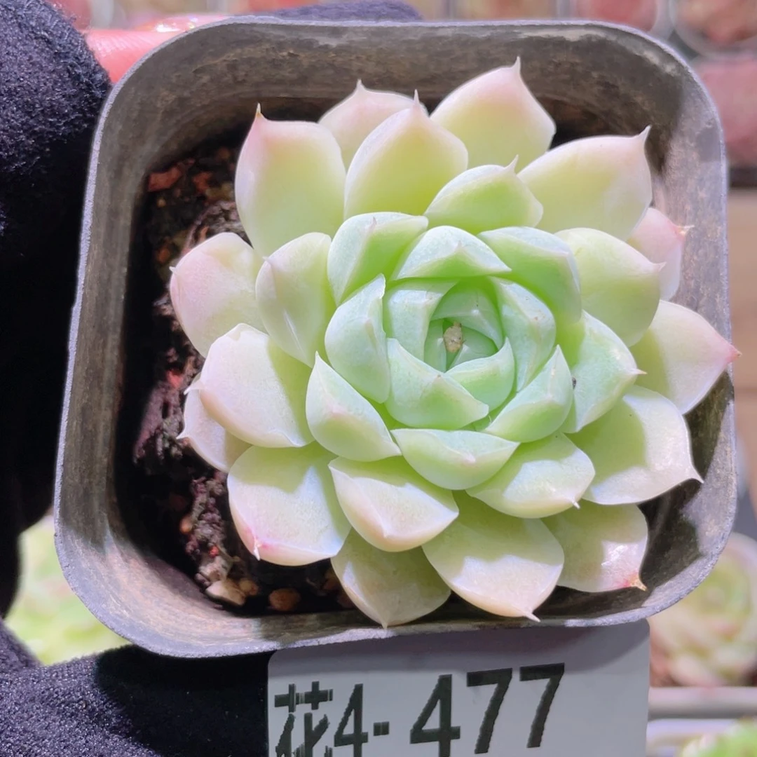 花利美4-477白月影