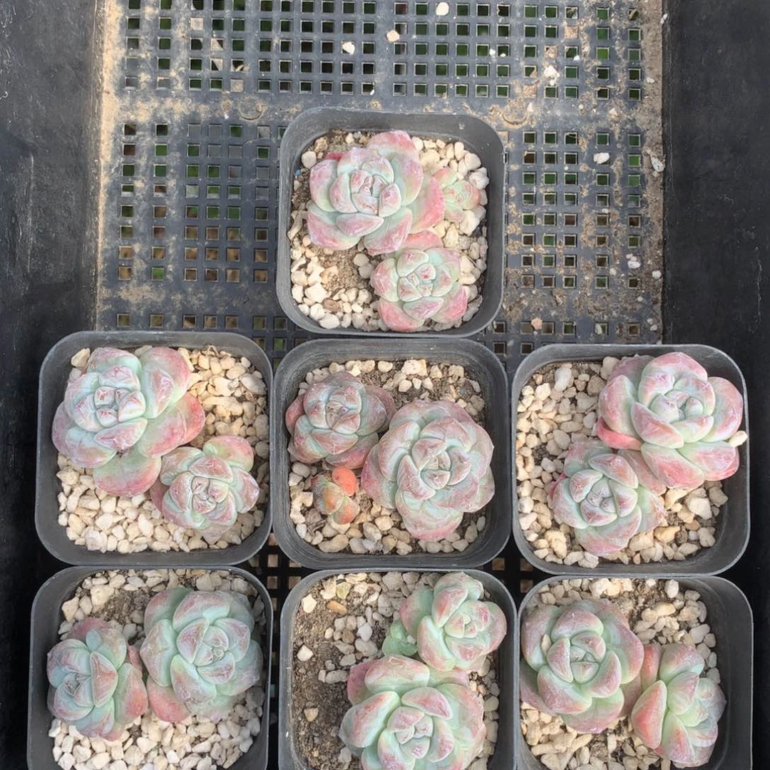 7颗双头小脸冰玉脱土包邮