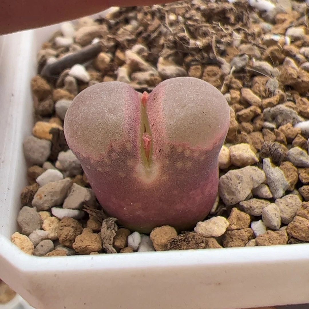 0511号红宝石风铃 多肉植物