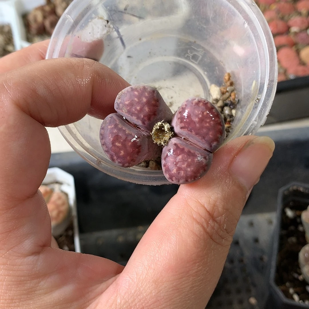 D93多肉植物保护研究所