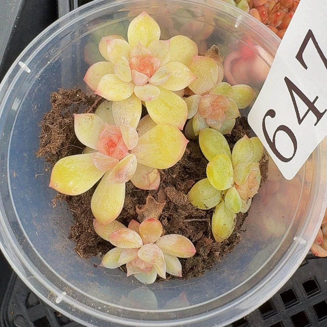 多肉植物多肉植物647