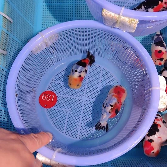 金鱼129兰寿两只特价顺丰包邮