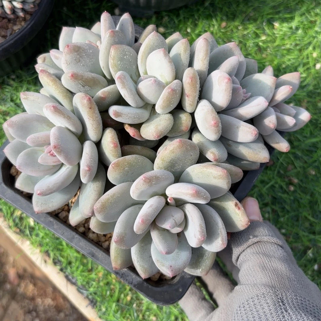 图兰朵美人多肉888888888888