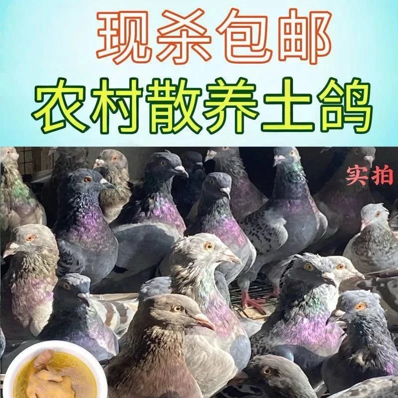 土鸽子新鲜现杀带头带脚带内脏正宗农家散养鸽子肉