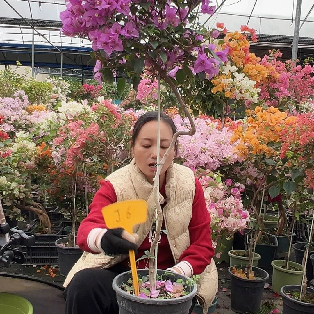 财***头大部分花苞少量开放J6巴西紫