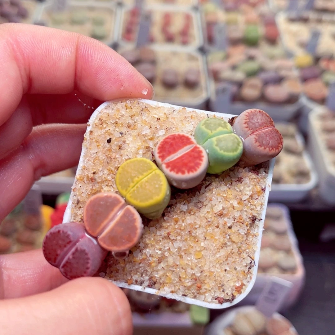 32号带盆包邮发货