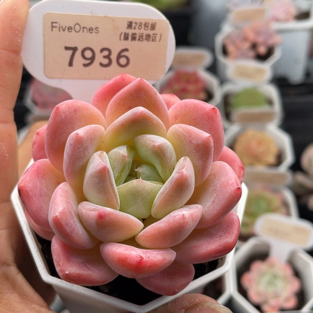 橙橙7936-6.0厘米