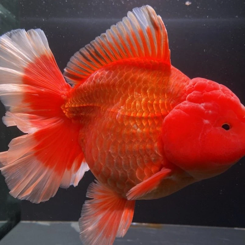 泰狮兰寿金鱼冷水观赏鱼小活体淡水鱼
