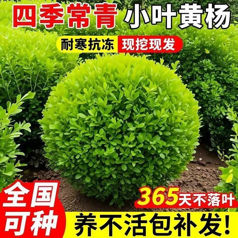 小叶黄杨球瓜子黄杨四季常青耐寒适用于别墅庭院花坛绿化植物