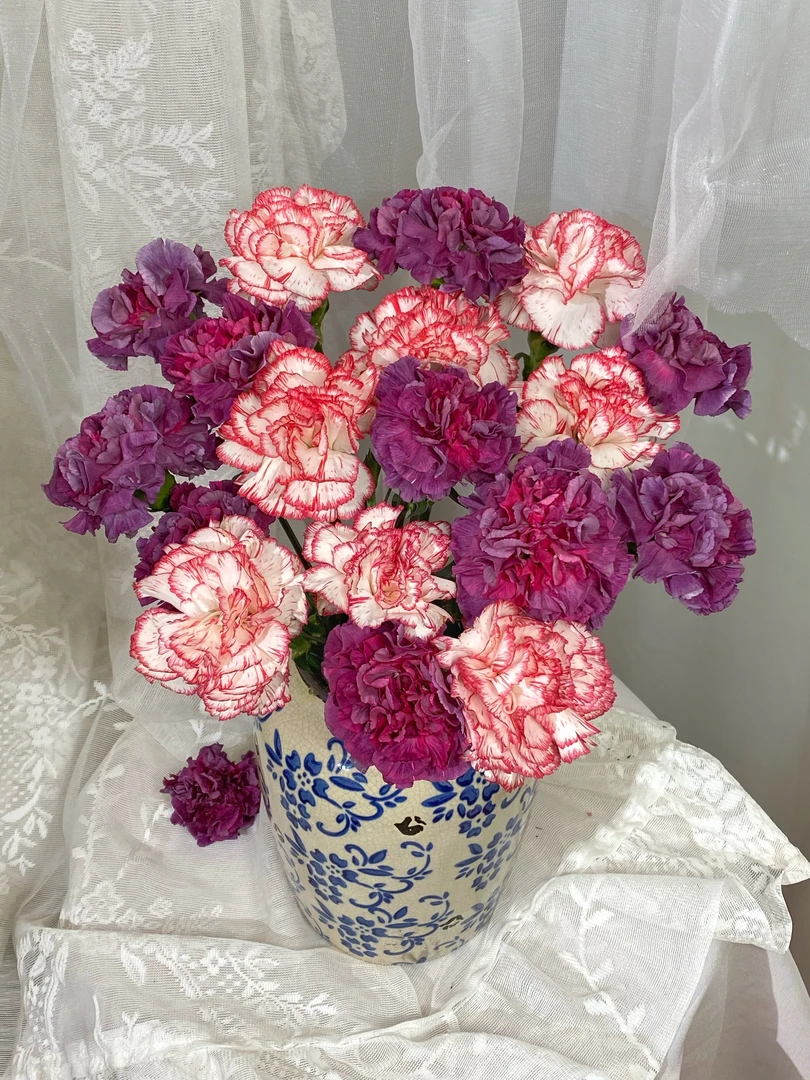 伊人单头康乃馨20支+野马单头康乃馨20支  云南基地鲜花