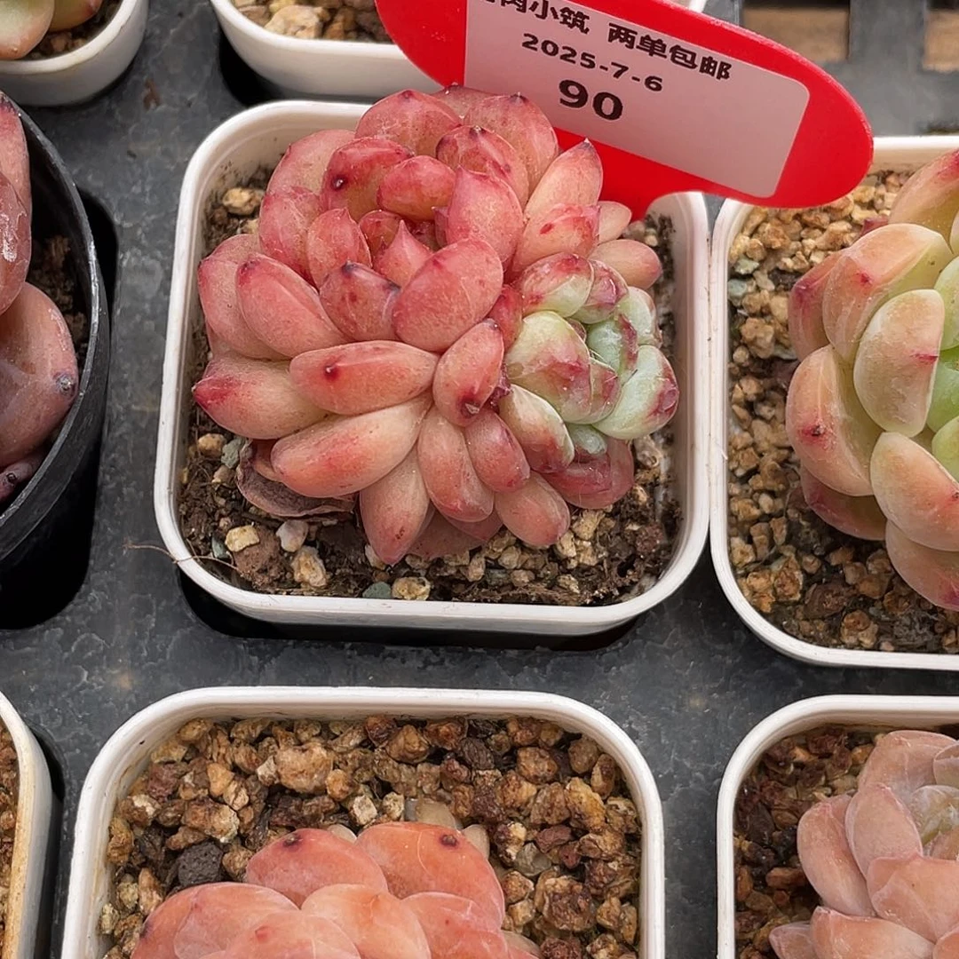 闻***玉萌肉小筑0706-90天鹅绒